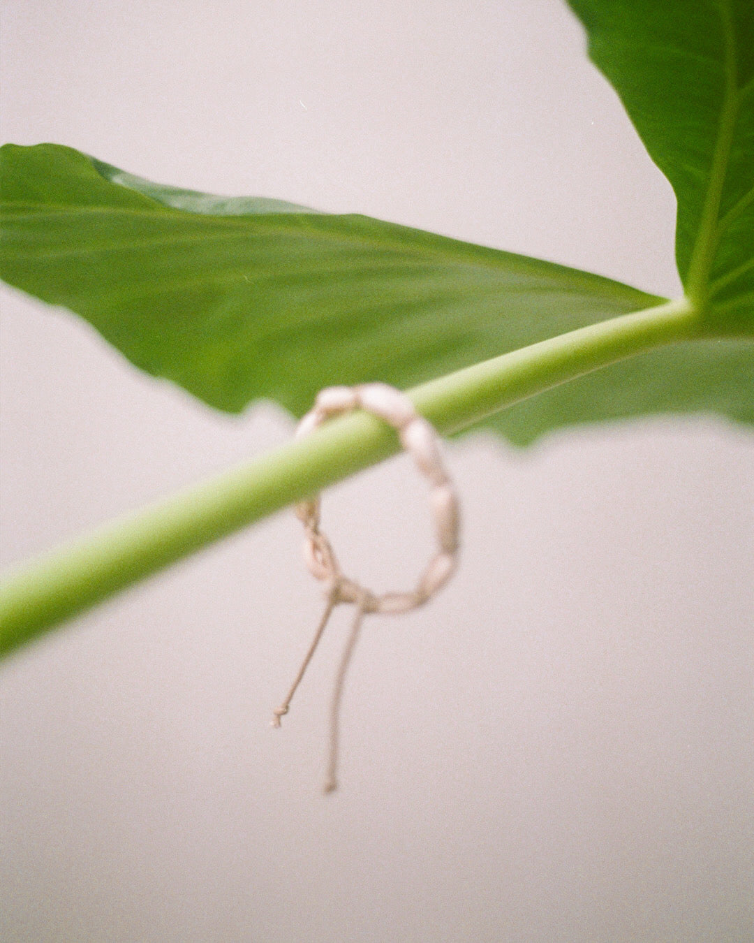 bracelet cauri sable
